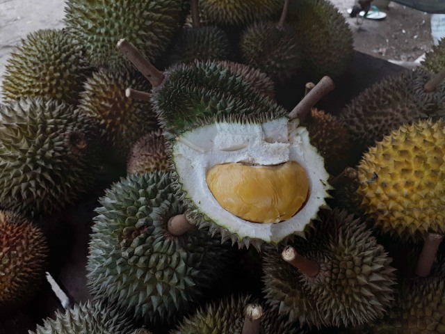 Durian Si Kapas di Kelekak milik Wirwanto memiliki rasa yang sangat manis dan tekstur lengket serta berukuran sekepalan tangan. Foto: Dok. Dzulfikri Putra Malawi