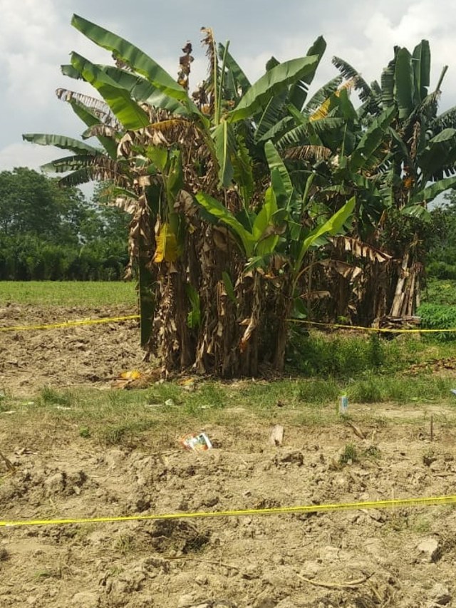 Lokasi penemuan seorang pemuda yang mengidap ganguan kejiwaan yang tewas dianiaya di kawasan Perkebunan PTPN 2, Kabupaten Deli Serdang, Sumut, Selasa (7/1). Foto: Dok. Istimewa