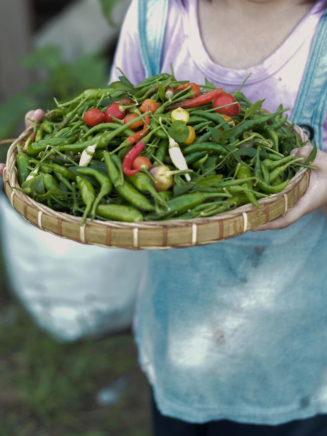 Ilustrasi anak makan pedas. Foto: Shutter Stock