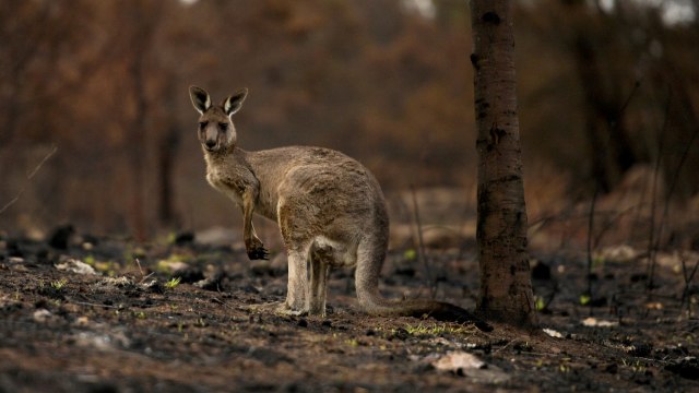 Kanguru yang terluka tertatih-tatih melewati semak belukar yang terbakar, di sebuah peternakan di Cobargo, Australia. Foto: REUTERS/Tracey Nearmy