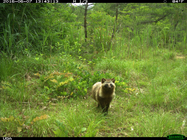 Anjing rakun di area bekas bencana nuklir Fukushima Daiichi. Foto: University of Georgia
