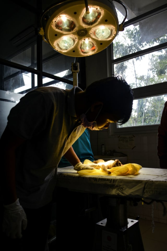 Dokter hewan dan pelajar Indonesia memeriksa kukang Sunda yang terancam punah setelah operasi amputasi di sebuah fakultas hewan di Banda Aceh. Foto: CHAIDEER MAHYUDDIN / AFP