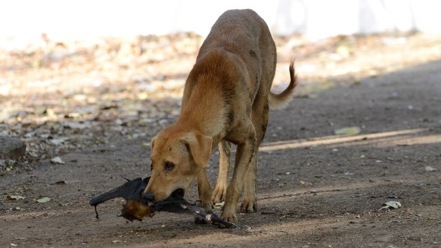 Ilustrasi anjing liar. Foto: AFP/SAM PANTHAKY