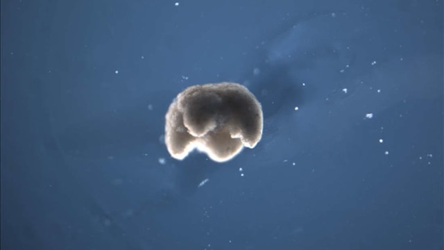 Bentuk xenobots yang memiliki ukuran super  kecil dengan empat kaki.   Foto: Tufts University/Douglas Blackiston