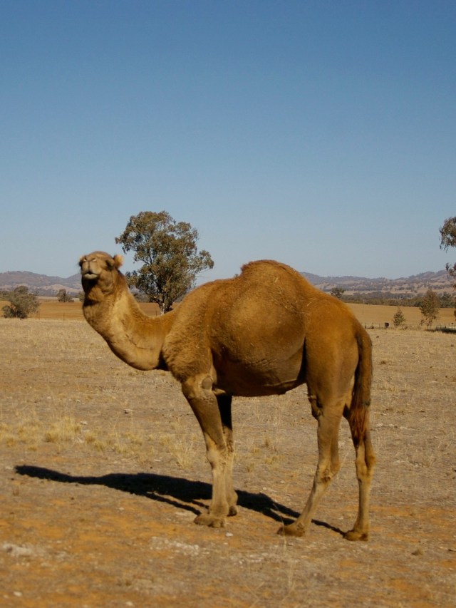 Ilustrasi unta liar di Australia.
 Foto: Shutter Stock 