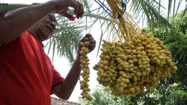 Kisah Kakek Budijono, Pemilik Pohon Kurma Ajwa di Ponorogo