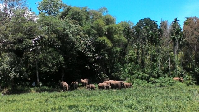 Kawanan gajah yang terlihat di sekitar persawahan, Kecamatan Keumala, Pidie, Aceh, pada tahun 2017 lalu. Foto: Habil Razali