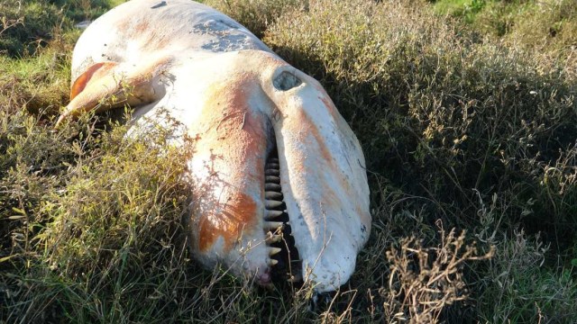 Bangkai paus orca jantan muda berukuran 4,5 meter yang ditemukan di pantai Inggris. Foto: Zoological Society of London (ZSL)