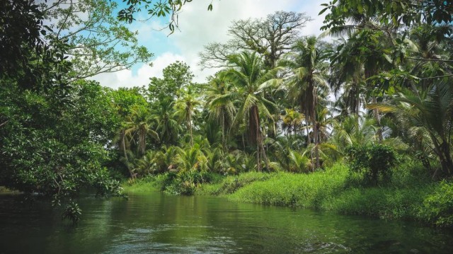 Ilustrasi kelestarian lingkungan. Foto: Shutter Stock