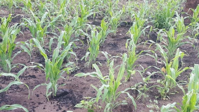 Tanaman jagung berusia 3 minggu milik warga Desa Adabang, Kecamatan Titihena, Kabupaten Flores Timur yang terserang hama ulat. Foto: istimewa. 