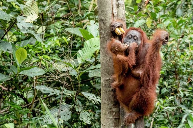 Taman Nasional Tanjung Puting Foto: Dok: Kemenparekraf