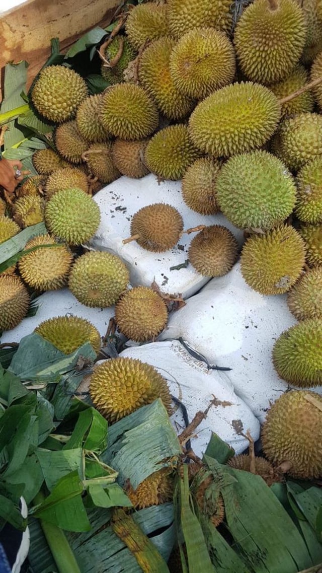 Polres Jakarta Barat ungkap ratusan Kilogram sabu di Mandailing Natal, Sumut. Foto: Dok. Istimewa