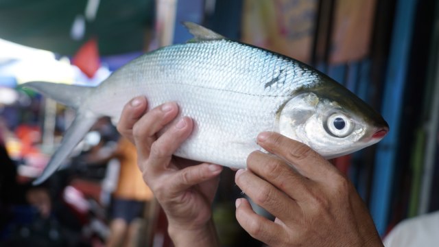 Pedagang menunjukan Ikan Bandeng di sepanjang jalan Glodok, Jakarta, Kamis (23/1). Foto: Helmi Afandi Abdullah/kumparan