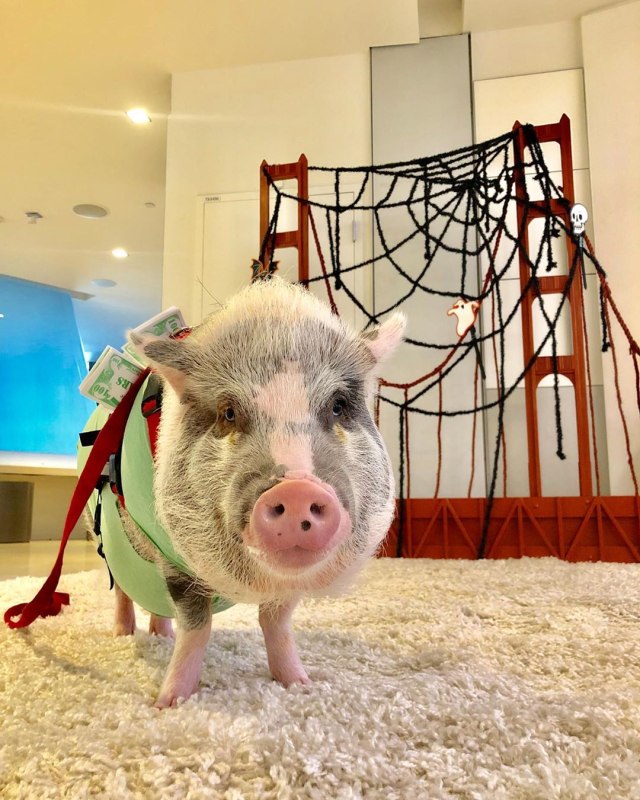 Binatang terapi di Bandara San Fransisco  Amerika Foto: Instagram/@sfowagbrigade