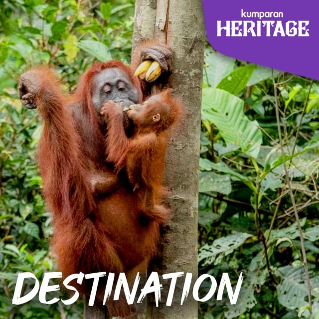 Heritage, Festival Cap Go Meh Singkawang, TN Tanjung Puting Foto: Andri Firdiansyah Arifin/kumparan