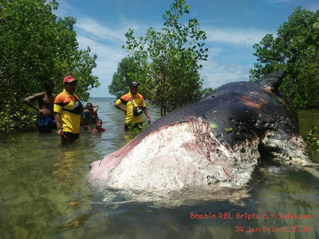 Seekor ikan paus jenis pilot berukuran 15 meter ditemukan mati terdampar di pantai Tasilo, Kabupaten Rote Ndao, NTT, Jumat (24/1/2020).