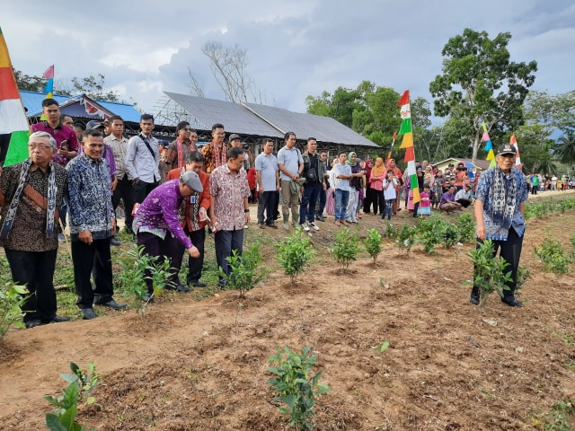 Bupati Sintang Jarot Winarno di areal teh milik kelompok tani di Kabupaten Sintang. Foto: Yusrizal/Hi!Pontianak