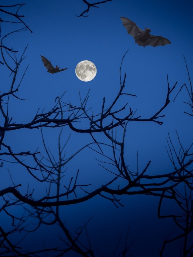Ilustrasi kelelawar. Foto: pixabay