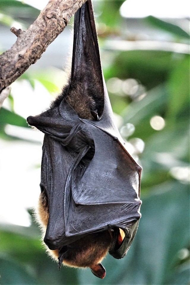 Ilustrasi kelelawar. Foto: pixabay