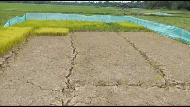 Kondisi kekeringan di persawahan Gampong Seunebok Baro, Cot Girek, Aceh Utara. Foto: Chairul 
