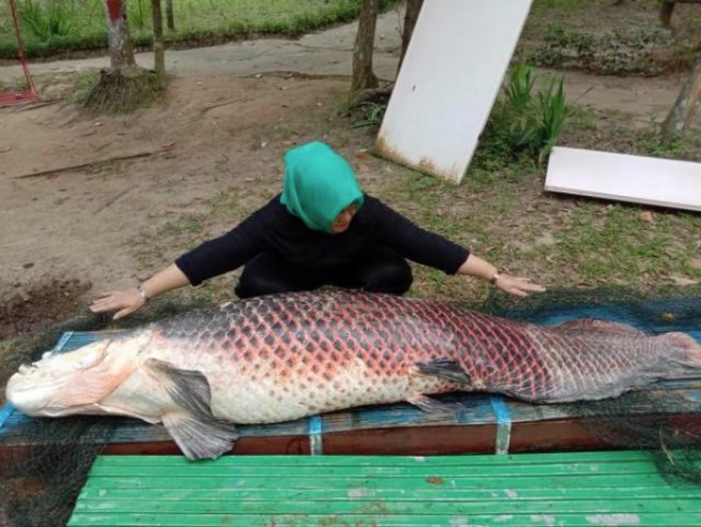 Ikan Arapaima Gigas di Kawasan Koservasi Hutan Matakucing mati, Senin (27/1/2020).