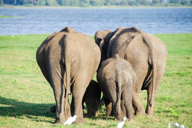 Ilustrasi gajah Foto: pixabay