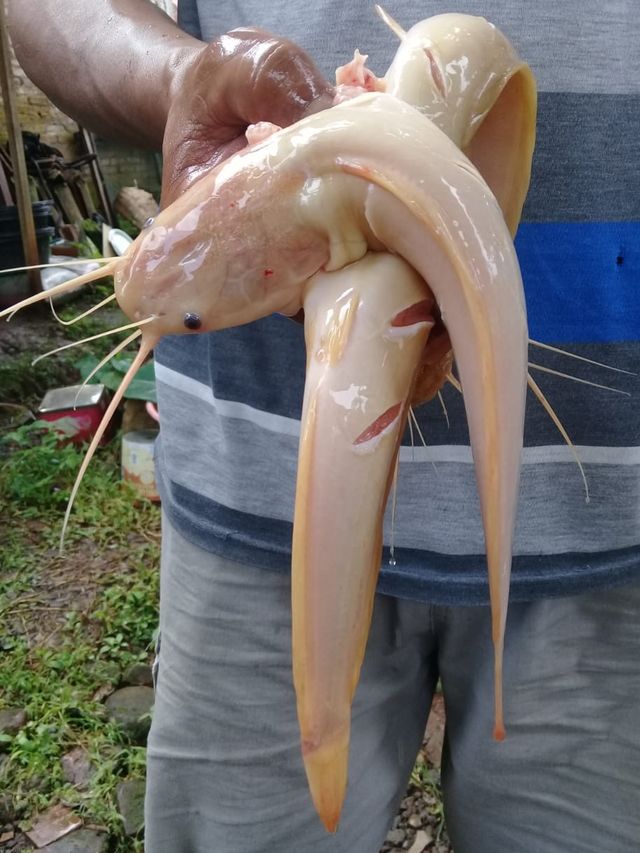 Ikan lele barbie yang dikembangkan di Jepara, Jawa Tengah. Foto: Dok. Noor Fahrudin