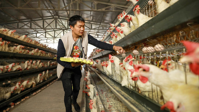 Ilustrasi peternakan ayam di China Foto: AFP