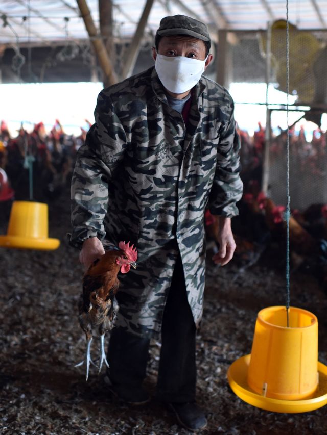 Ilustrasi peternakan ayam di China Foto: AFP