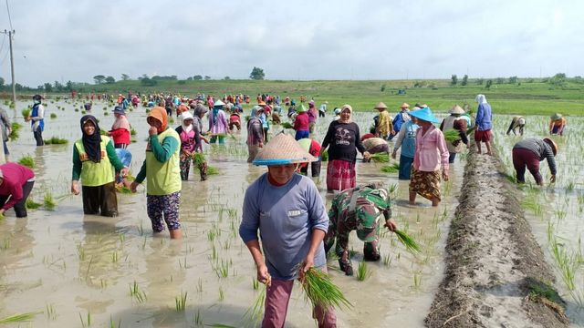 Tradisi wiwit atau wiwitan, masyarakat Desa Mojodelik Kecamatan Gayam Kabupaten Bojonegoro. Minggu (02/02/2020).