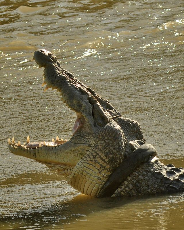 Seekor buaya liar yang terjerat ban sepeda motor saat muncul ke permukaan sungai. Foto: ANTARA FOTO/Mohamad Hamzah