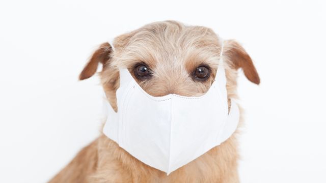 Ilustrasi anjing menggunakan masker. Foto: Shutter Stock