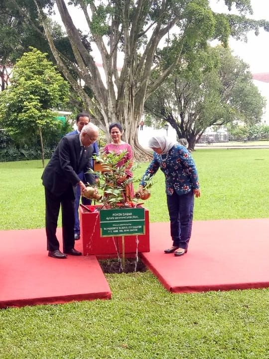Presiden Joko Widodo bersama Ibu negara mengajak Presiden Singapura Halima Yacob menanam pohon damar di halaman Istana Kepresidenan Bogor. Foto: Fahrian Saleh/kumparan