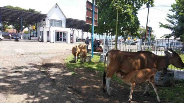 Kondisi Terrminal Ginte di Dompu. Foto: Ardyan/ Info Dompu