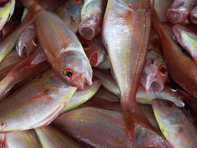 Ilustrasi hasil tangkapan ikan. (Foto: Pixabay)