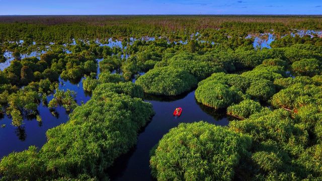 Labirin Rasau, Taman Nasional Sebangau. Foto: TN Sebangau
