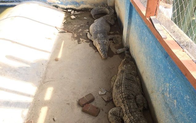 Buaya berusia enam tahun yang berada di kandang transit BKSDA Sulteng. Foto: Kristina/Natalia/PaluPoso