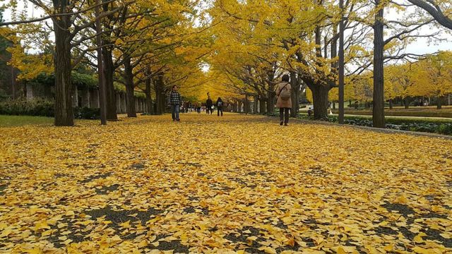 Ilustrasi Pohon Ginkgo yang memiliki umur hingga ribuan tahun. Foto: piqsels