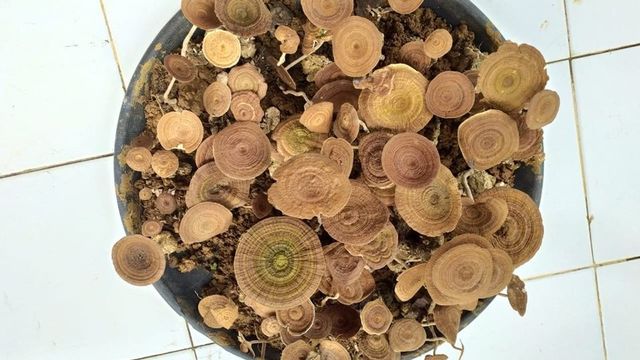 Jamur white truffle alias susu harimau dari pedalaman hutan Sengayam, Kotabaru, Kalsel. Dishut Kalsel