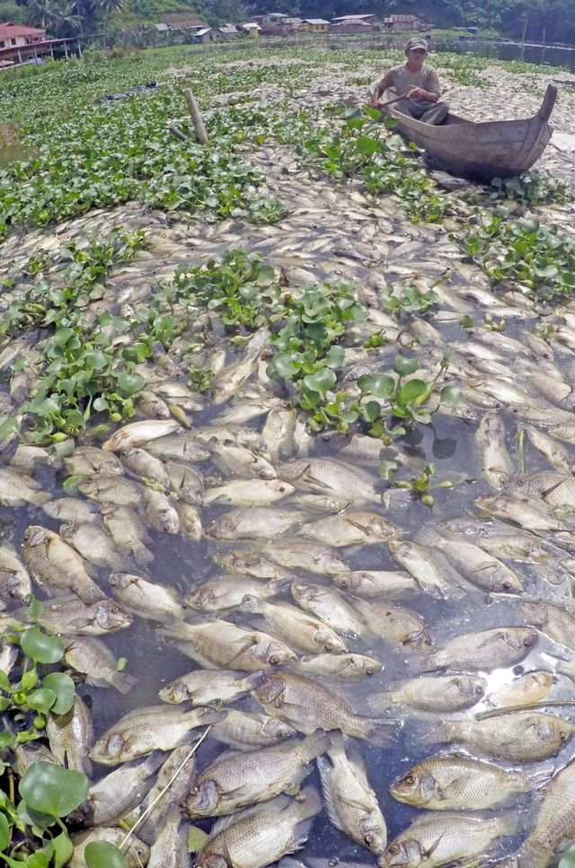 Nelayan mengayuh perahu di antara ikan-ikan yang mati di Linggai, Danau Maninjau, Kab.Agam, Sumatera Barat, Jumat (7/2/2020). Foto: ANTARA FOTO/Iggoy el Fitra