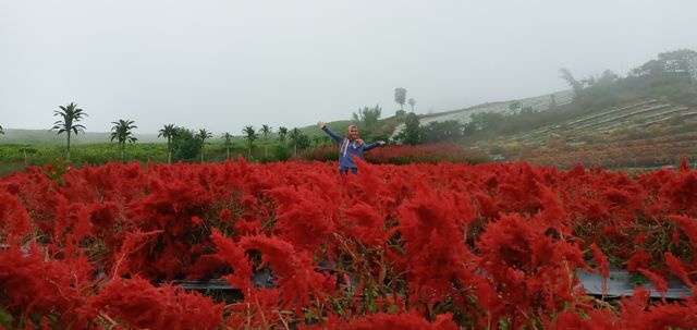 Salah satu spot kebun bunga yang menjadi tempat favorit untuk berswafoto, Minggu (9/2) Foto: ary priyanto/Urban Id