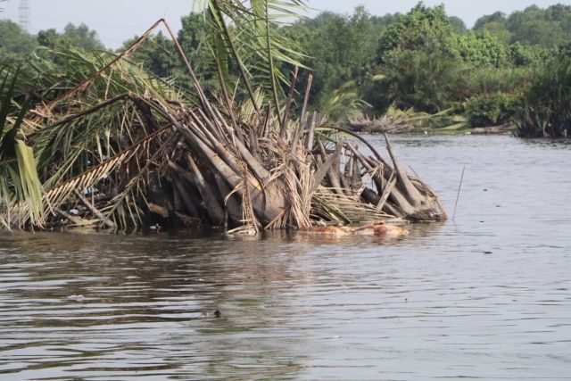 Bangkai babi yang mengambang di Sungai Berderah, Medan. Foto: Dok. Istimewa