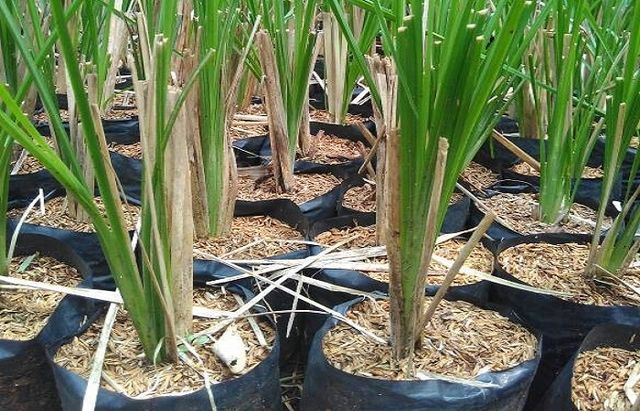 Bibit Vetiver (Makassar Indeks/int).