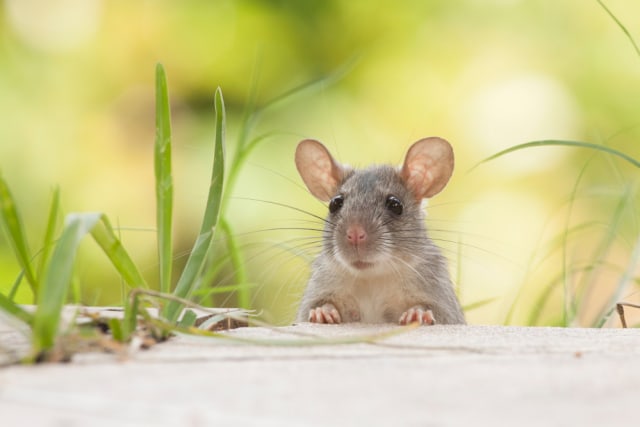 ilustrasi tikus Foto: shutterstock 