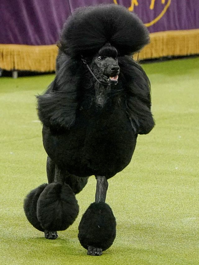 Siba, anjing Standard Poodle, berlari saat mengikuti kompetisi di Westminster Kennel Club Dog Show 2020 di New York. Foto: REUTERS/Carlo Allegri