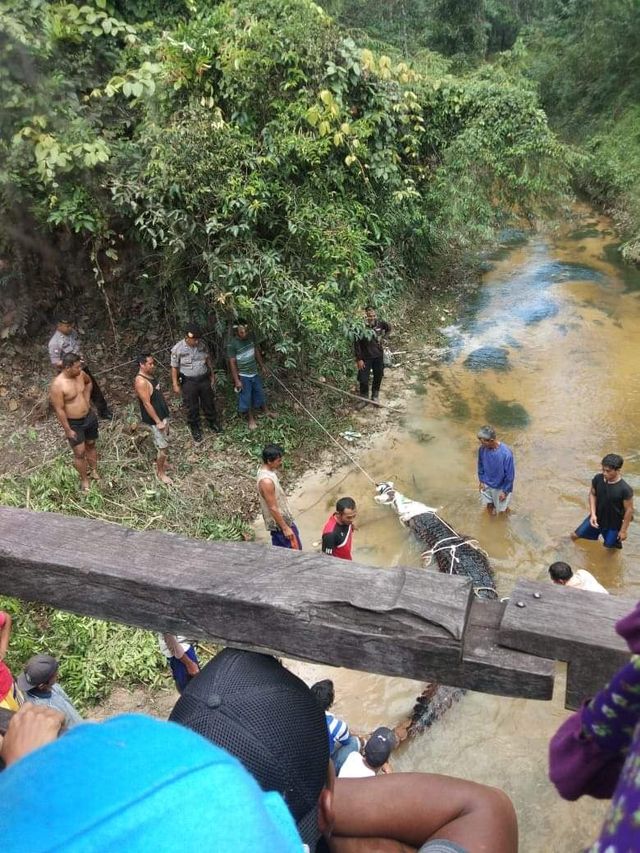 Warga melakukan evakuasi buaya setengah ton. (Foto: IST)