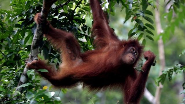 Orangutan Sumatra (Pongo abelii) saat dilepasliarkan kembali kehabitatnya di kawasan hutan reintroduksi cagar Alam Jantho, Aceh Besar, Aceh, Kamis (13/2). Foto: ANTARA FOTO/Irwansyah Putra
