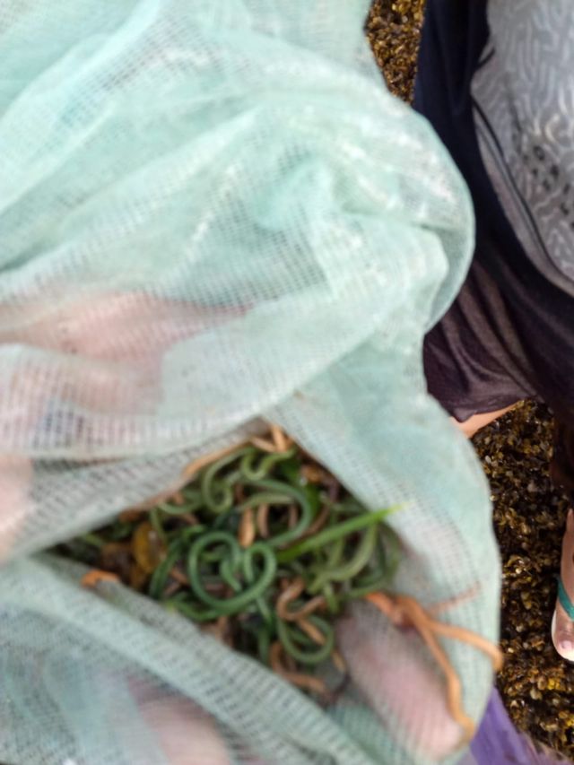 Cacing mbenggo yang di tangkap di Pantai Lakey, Dompu. Foto: Syahril