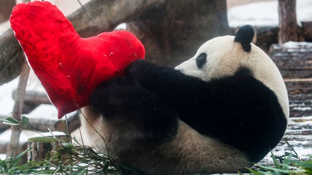 Ilustrasi panda raksasa. Foto: REUTERS/Maxim Shemetov
