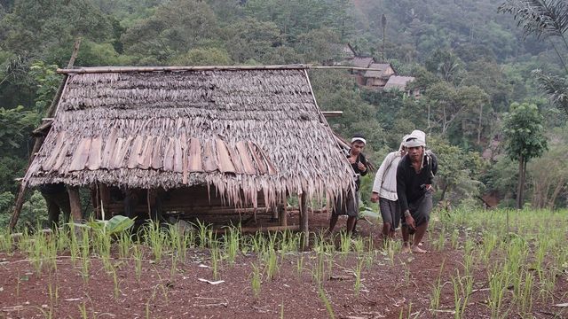 Huma atau ladang, tempat warga Kampung Adat Baduy menanam padi (Foto: Mega Dwi Anggraeni)